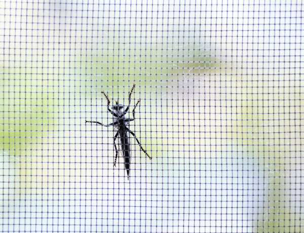 insect-resistant-bug-screens-1