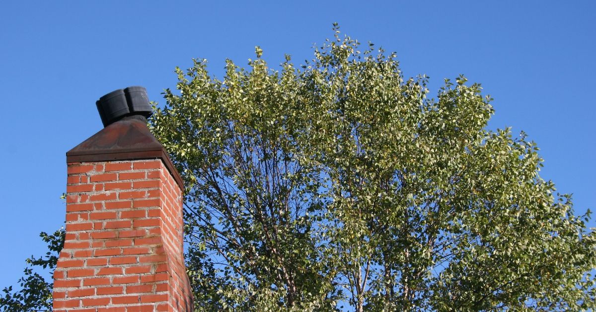 brick-chimney-in-front-of-tree-should-i-get-a-professional-chimney-sweep