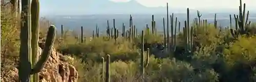 Den Defenders in Arizona